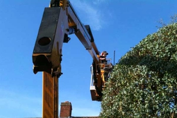 tree surgery